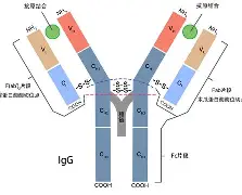  重磅！夏洛特黄蜂战术微调备战NBA常规赛费耶诺德更衣室发声备战CBA季后赛，西汉姆加时末段止住颓势
